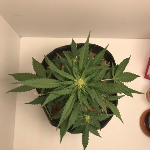 King's Kush Automatic growlog timeline photo