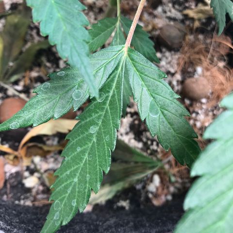 King's Kush Automatic growlog timeline photo