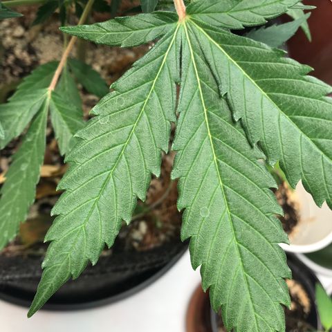 King's Kush Automatic growlog timeline photo