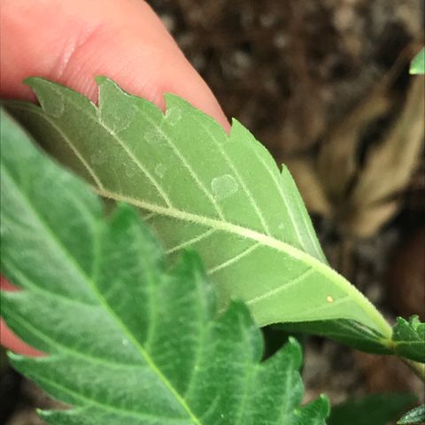 King's Kush Automatic growlog timeline photo