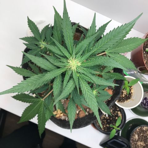 King's Kush Automatic growlog timeline photo