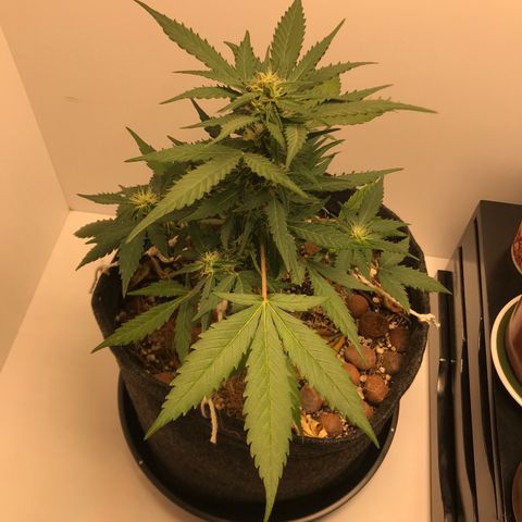 King's Kush Automatic growlog timeline photo