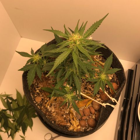 King's Kush Automatic growlog timeline photo