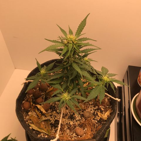 King's Kush Automatic growlog timeline photo