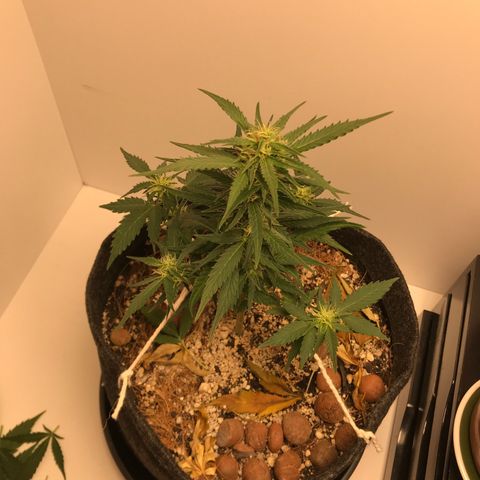 King's Kush Automatic growlog timeline photo
