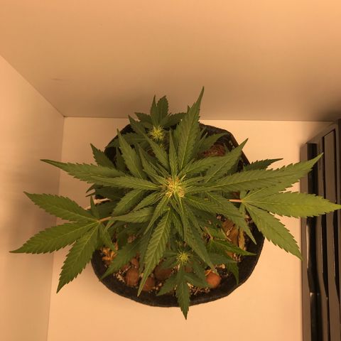 King's Kush Automatic growlog timeline photo