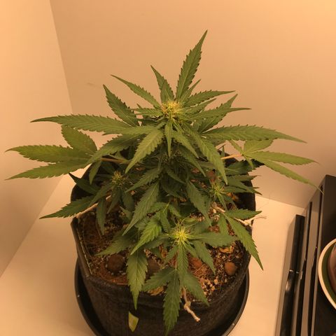 King's Kush Automatic growlog timeline photo
