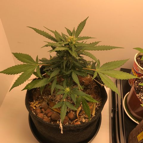King's Kush Automatic growlog timeline photo