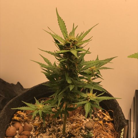 King's Kush Automatic growlog timeline photo