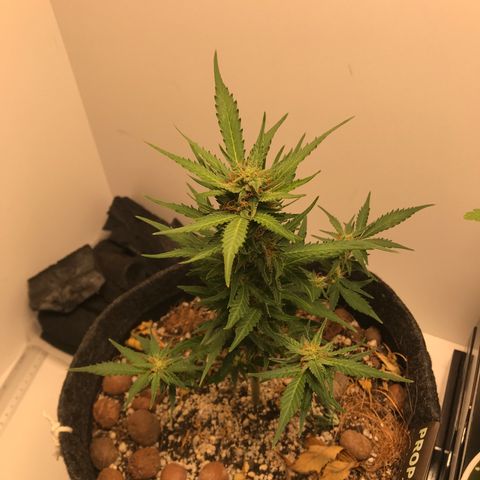 King's Kush Automatic growlog timeline photo