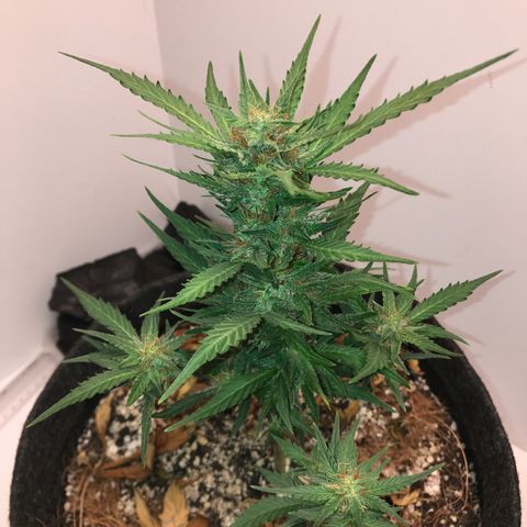 King's Kush Automatic growlog timeline photo