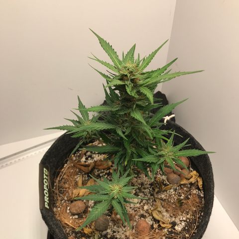 King's Kush Automatic growlog timeline photo