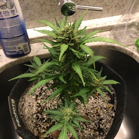 King's Kush Automatic growlog timeline photo