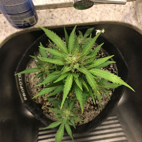 King's Kush Automatic growlog timeline photo