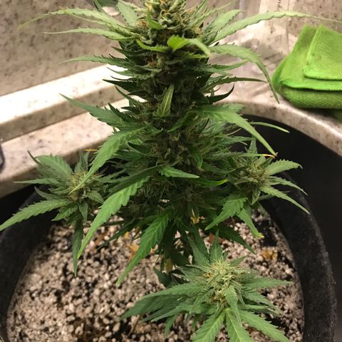 King's Kush Automatic growlog timeline photo