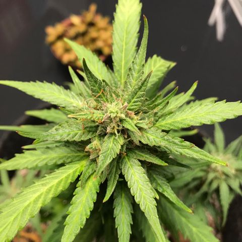 King's Kush Automatic growlog timeline photo