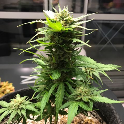 King's Kush Automatic growlog timeline photo