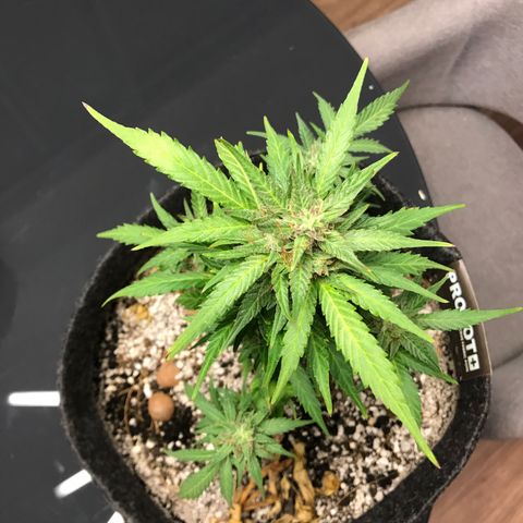 King's Kush Automatic growlog timeline photo