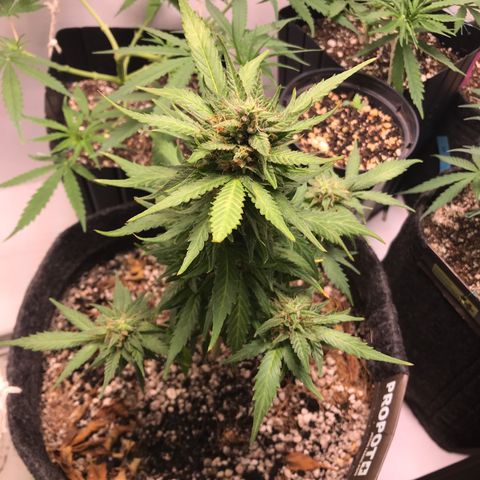 King's Kush Automatic growlog timeline photo
