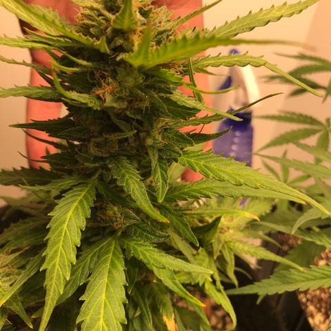King's Kush Automatic growlog timeline photo