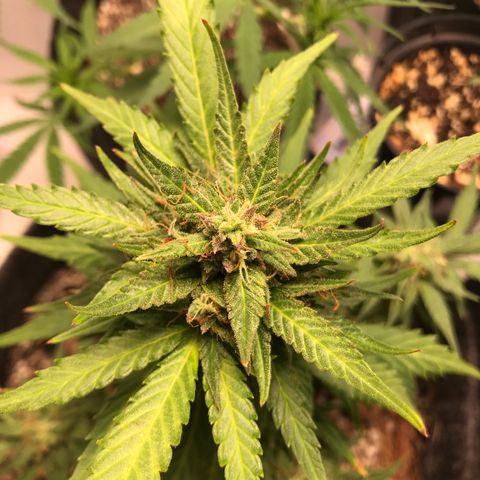 King's Kush Automatic growlog timeline photo