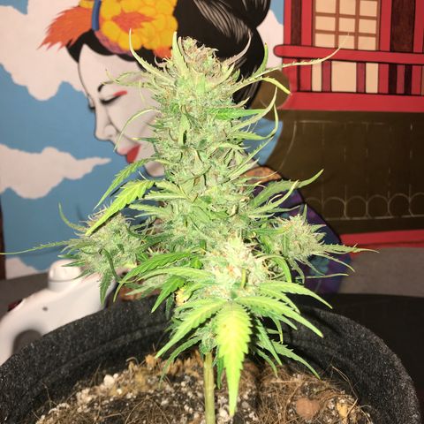 King's Kush Automatic growlog timeline photo