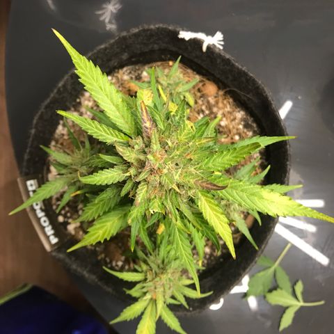 King's Kush Automatic growlog timeline photo