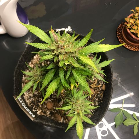 King's Kush Automatic growlog timeline photo