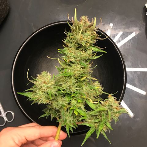 King's Kush Automatic growlog timeline photo