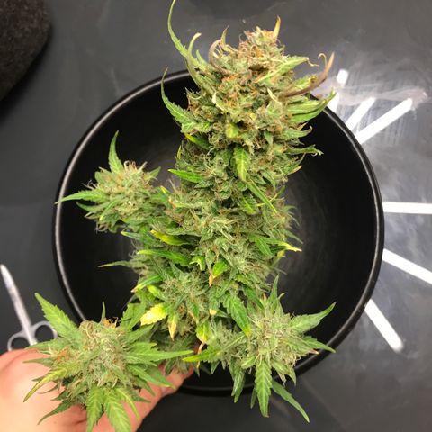King's Kush Automatic growlog timeline photo