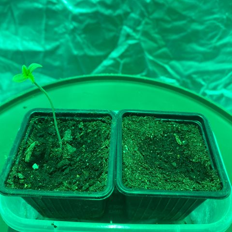 Runtz growlog photo