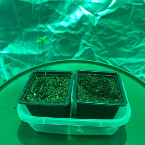 Animal Cookies growlog photo
