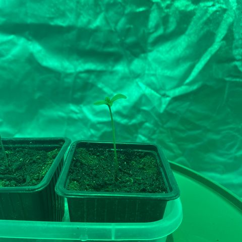 Runtz growlog photo