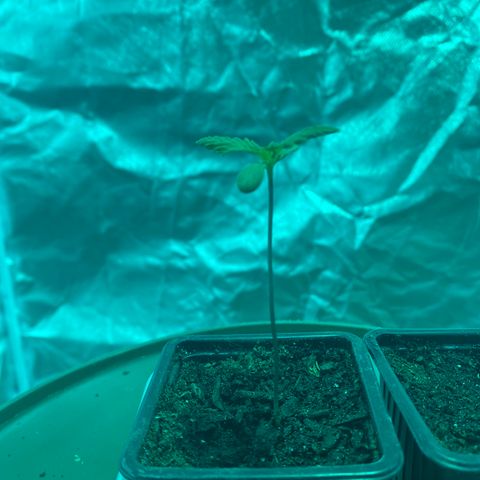 Animal Cookies growlog photo