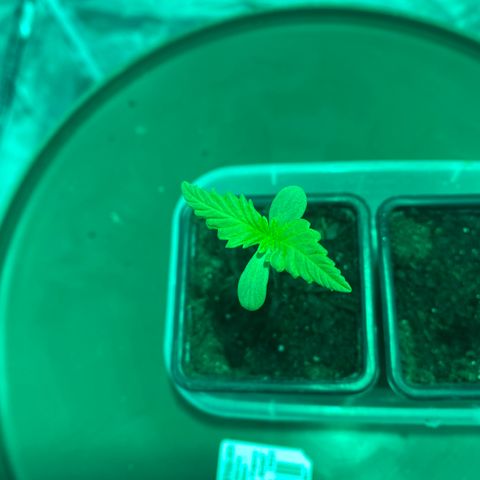 Animal Cookies growlog photo