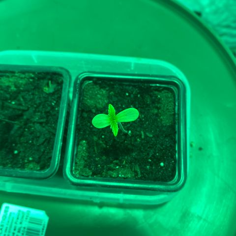 Runtz growlog photo