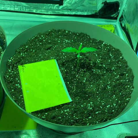 Runtz growlog photo