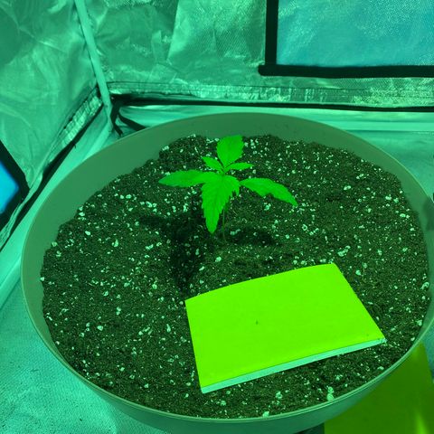 Animal Cookies growlog photo