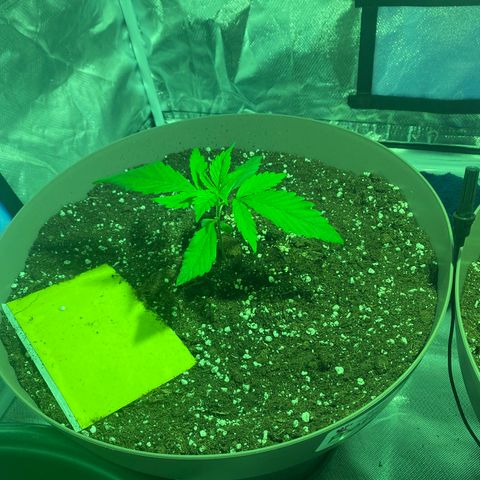 Animal Cookies growlog timeline photo
