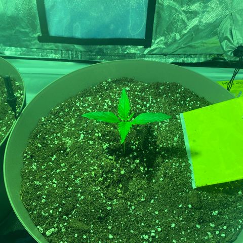 Runtz growlog photo