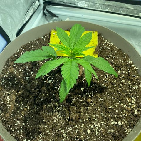 Animal Cookies growlog timeline photo