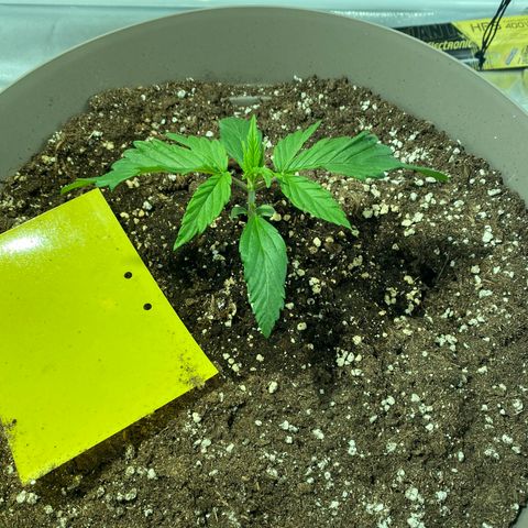 Runtz growlog timeline photo