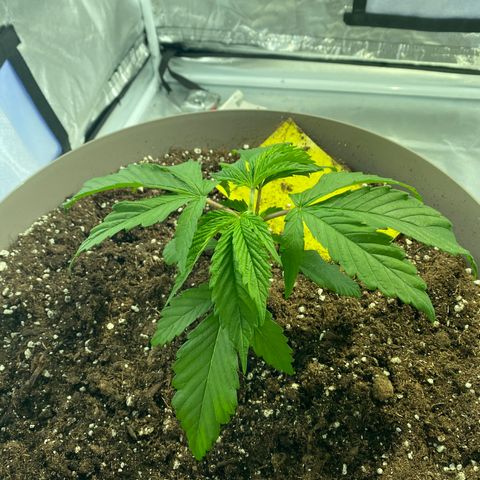 Animal Cookies growlog timeline photo
