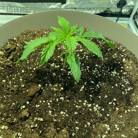 Runtz growlog timeline photo