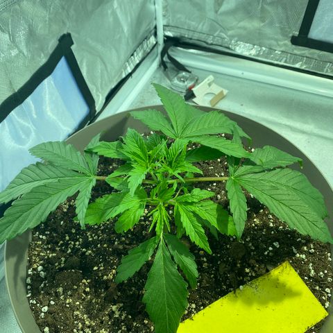 Animal Cookies growlog timeline photo