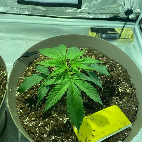 Runtz growlog timeline photo