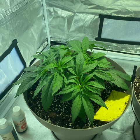 Animal Cookies growlog timeline photo