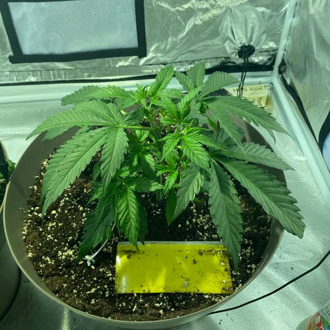 Runtz growlog timeline photo