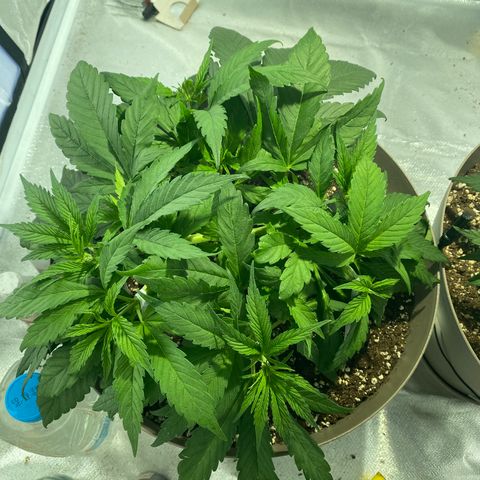 Animal Cookies growlog timeline photo