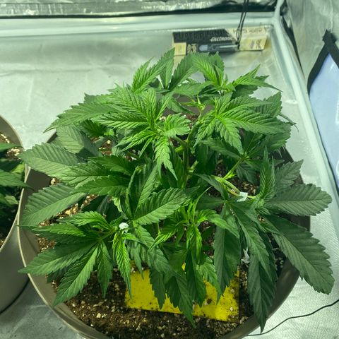 Runtz growlog timeline photo